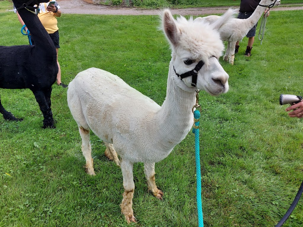 TLC Alpaca | 4616 Road 170, Mitchell, ON N0K 1N0, Canada | Phone: (519) 348-9112