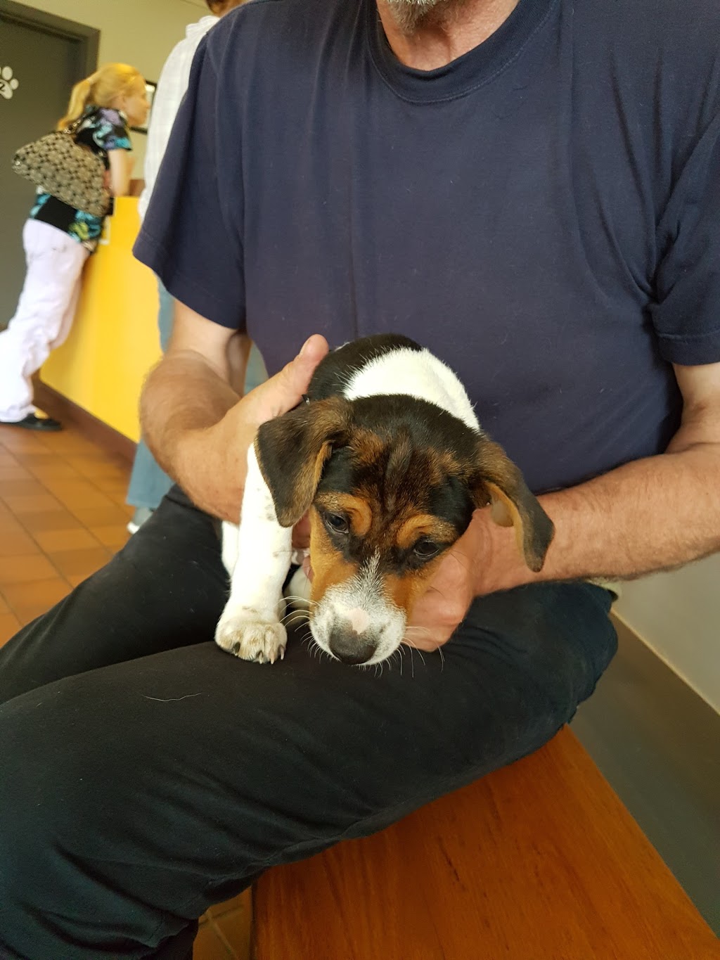Staples Animal Hospital | 377 Commissioners Rd W, London, ON N6J 1Y4, Canada | Phone: (519) 472-9301