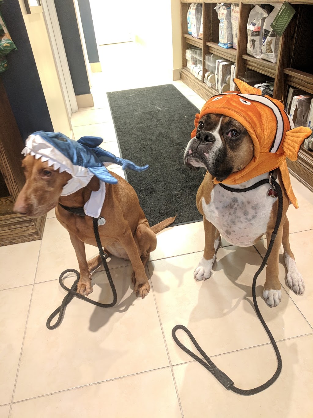 Roncy Village Veterinary Clinic | 215 Roncesvalles Ave, Toronto, ON M6R 2L6, Canada | Phone: (416) 538-8387