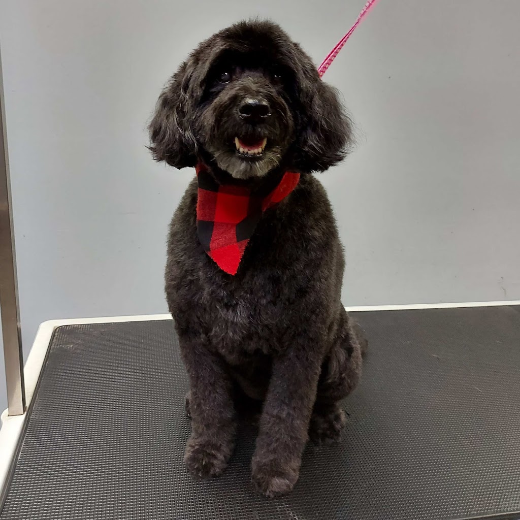Pampered Paws | 244 Killaly St W, Port Colborne, ON L3K 6A6, Canada | Phone: (289) 690-5699