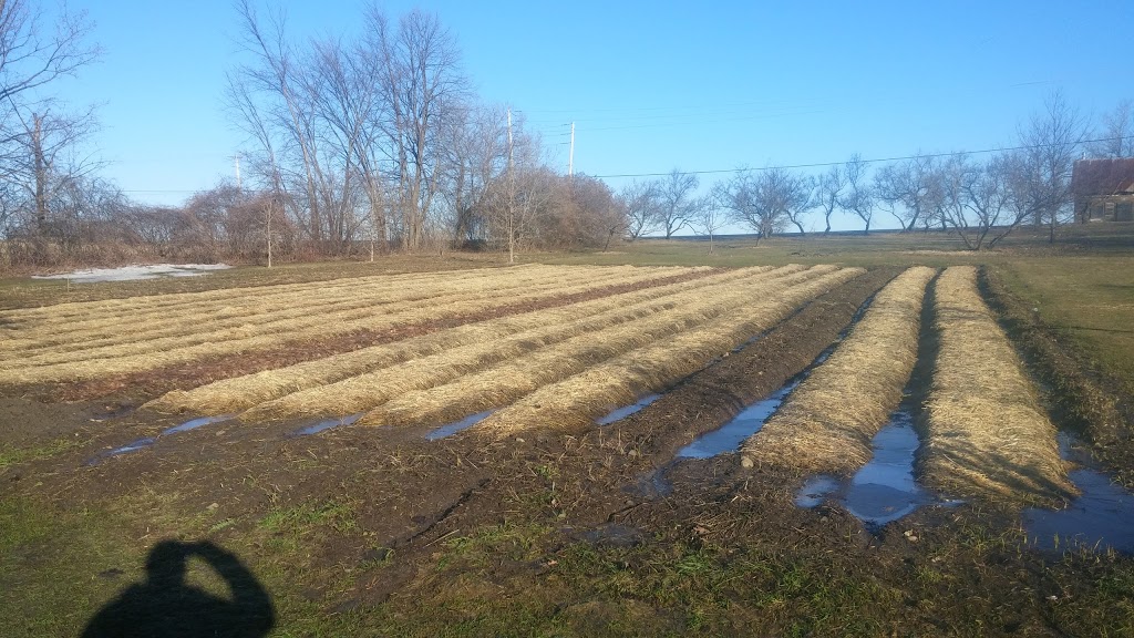 Lépouvant-ail fermette écologique | 1790 34e Avenue, Saint-Polycarpe, QC J0P 1X0, Canada | Phone: (450) 288-4731