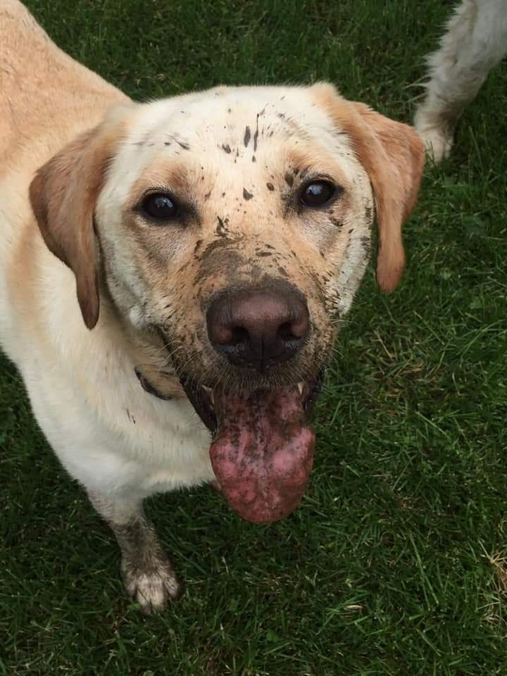 Pawsitively Paradise Doggy Daycare | 7512 Wellington County Rd 34, Guelph, ON N1H 6H9, Canada | Phone: (519) 242-9342
