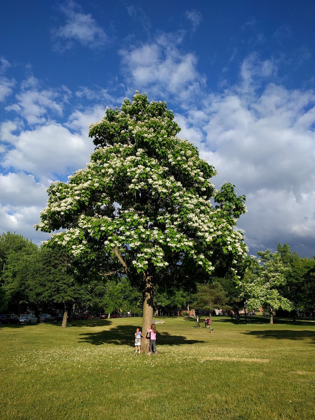Parc Tolhurst | Rue Fleury O, Montréal, QC H3L 1B9, Canada | Phone: (514) 872-0311