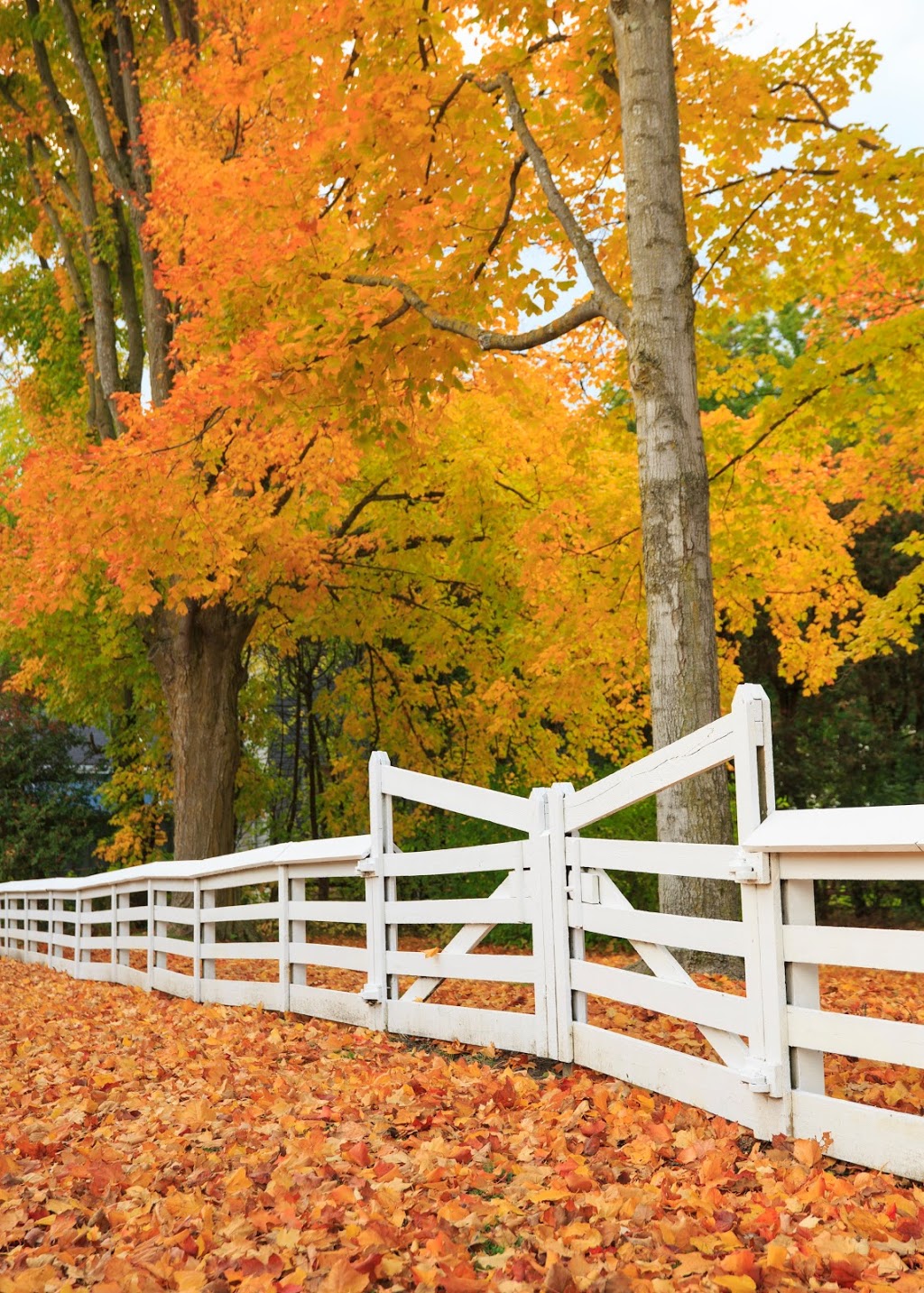 Sharon Temple National Historic Site and Museum | 18974 Leslie St, Sharon, ON L0G 1V0, Canada | Phone: (905) 478-2389