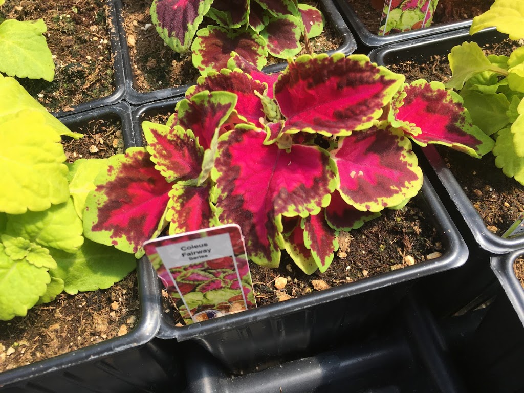 Chevrefils Greenhouse | MB-11, St-Georges, MB R0E 1V0, Canada | Phone: (204) 367-1492