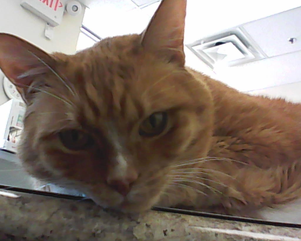 Thunderbird Animal Hospital | 103 20159 88 Ave unit C, Langley City, BC V1M 0A4, Canada | Phone: (604) 513-8100