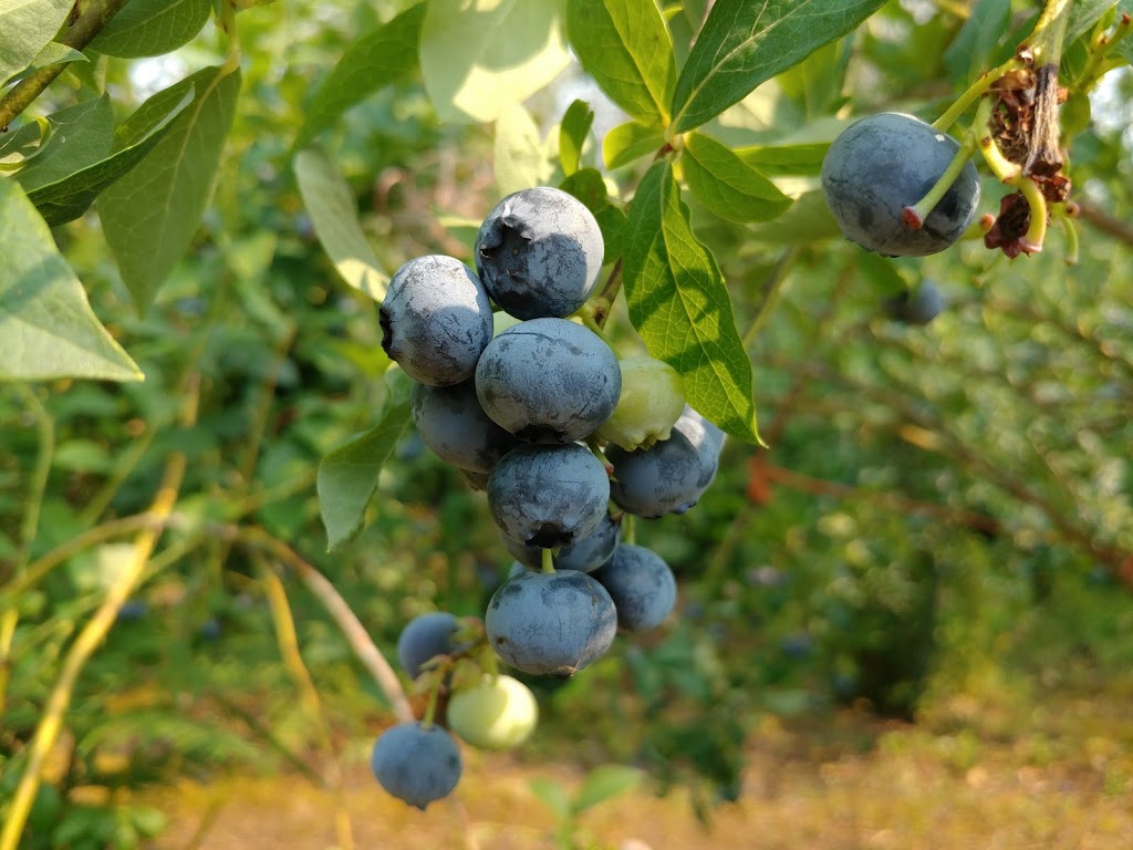 Steld Blueberry Farm | 13605 Michael Rd, Ladysmith, BC V9G 1G7, Canada | Phone: (250) 245-3460