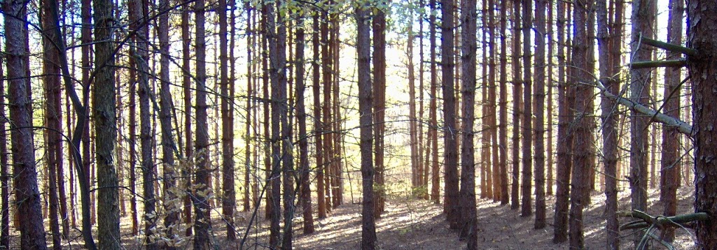 A Shaded Acre | 1377 Jones Falls Rd, Elgin, ON K0G 1E0, Canada | Phone: (613) 359-6684
