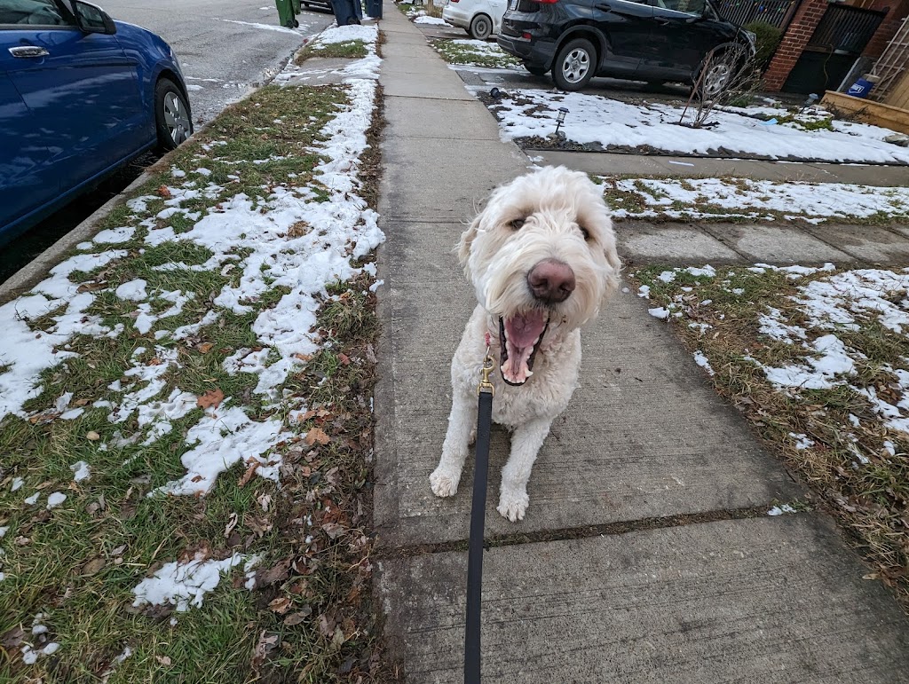 Snouts Out Dog Walking & Boarding | East York, Toronto, ON M4C 3Y7, Canada | Phone: (416) 489-4003