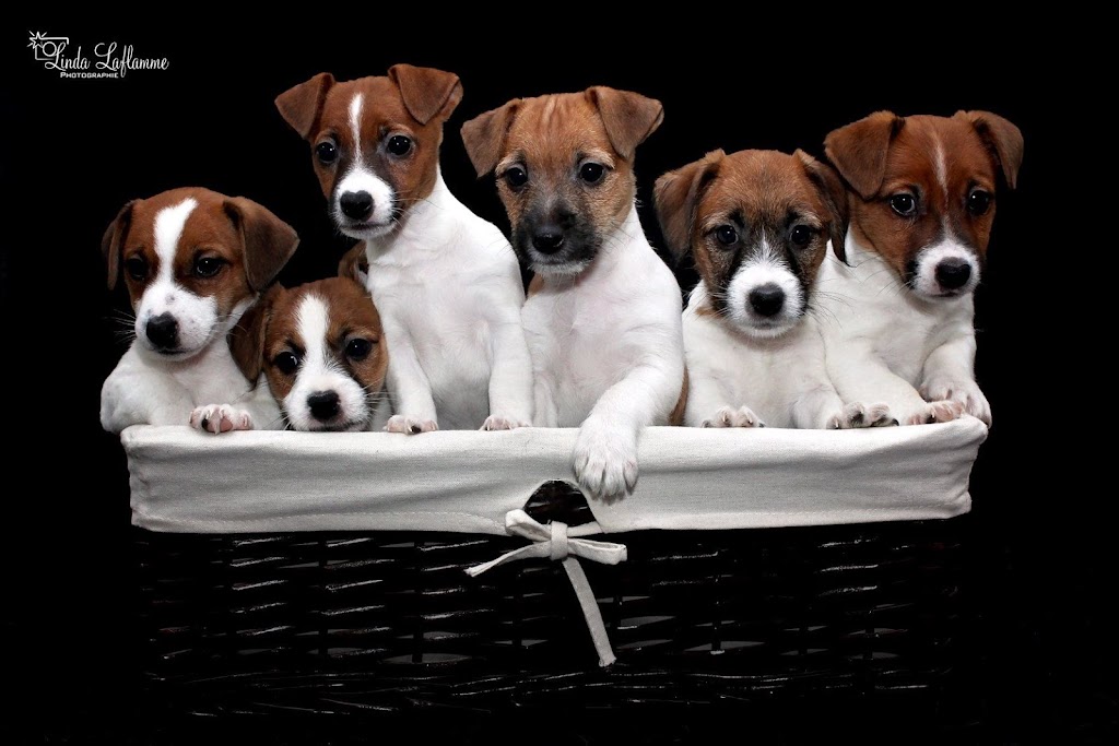 Valentina Jack Russell Terrier | 982 QC-317, Thurso, QC J0X 3B0, Canada | Phone: (819) 983-6665