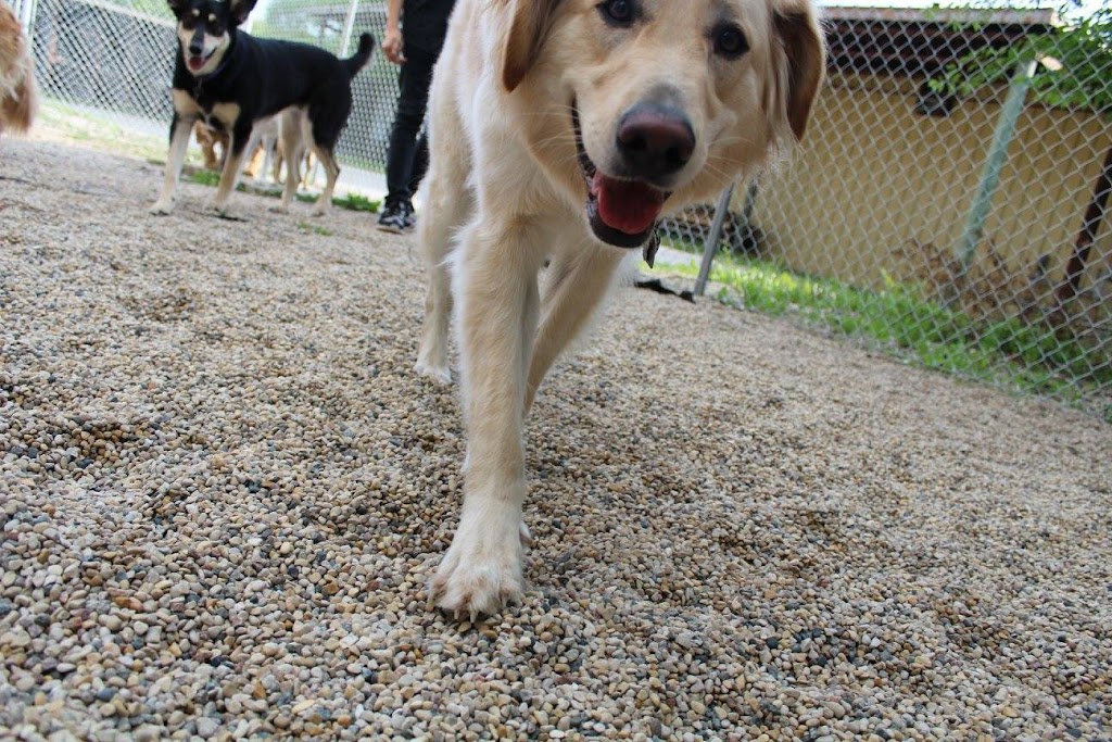 Happy Tails Pet Resort & Spa | 596 St Annes Rd, Winnipeg, MB R2M 3G7, Canada | Phone: (204) 416-7387