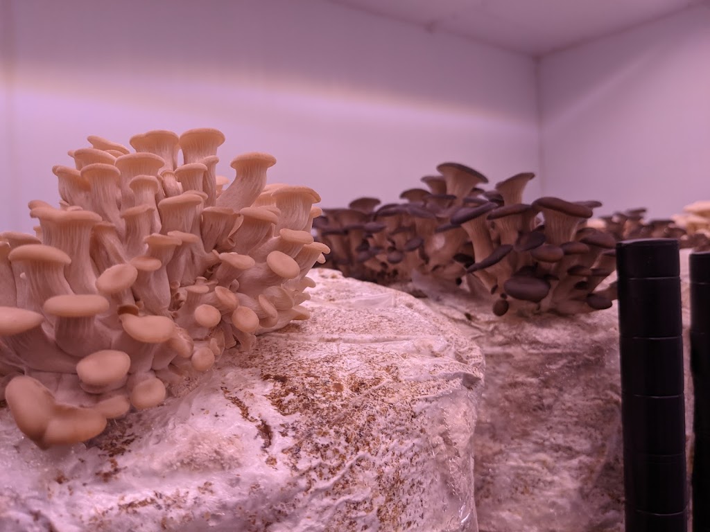 The Funghi Guy Gourmet Mushrooms | 398 Canboro Rd, Ridgeville, ON L0S 1M0, Canada | Phone: (289) 783-4555