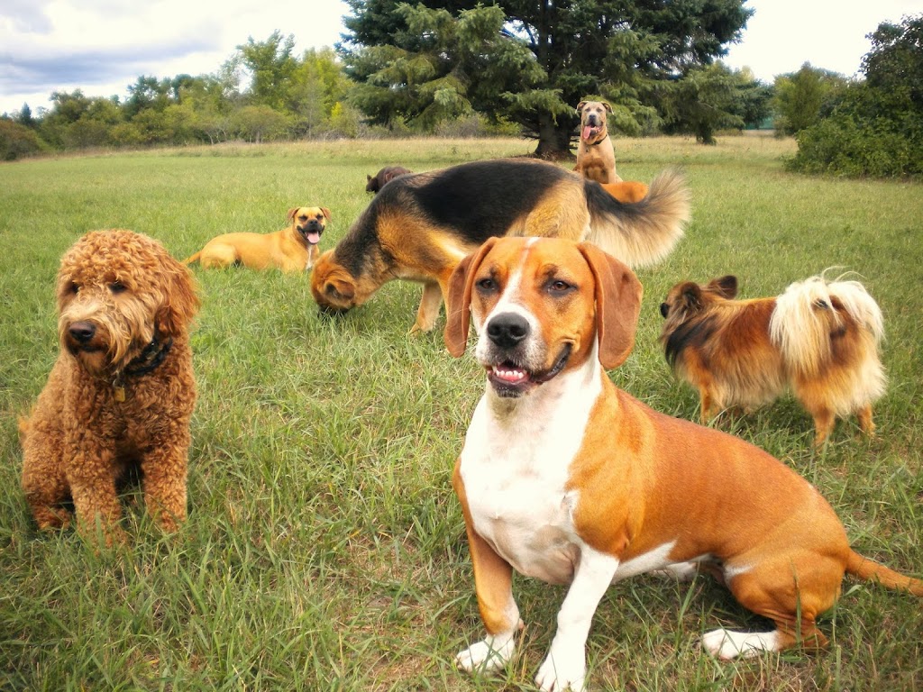 Kates K9 Services | 425 Cuckoos Nest Rd, Beckwith, ON K7A 4S7, Canada | Phone: (613) 608-4742