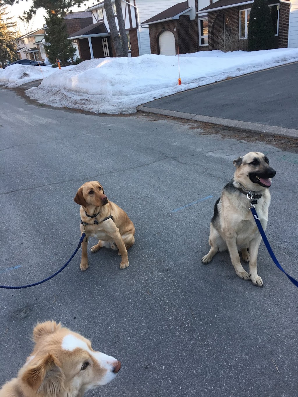 Canadian Canine Training Academy | 108-190 Menten Pl, Nepean, ON K2H 9G3, Canada | Phone: (613) 276-3647