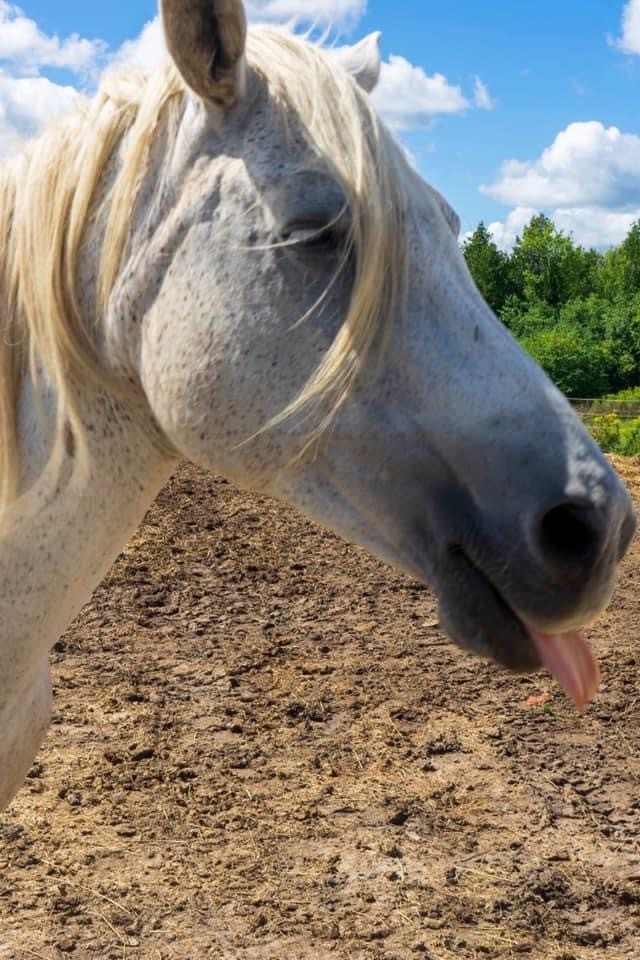 Heartland Equestrian | 9570 Duffs Rd, Ashburn, ON L0B 1A0, Canada | Phone: (905) 655-8968