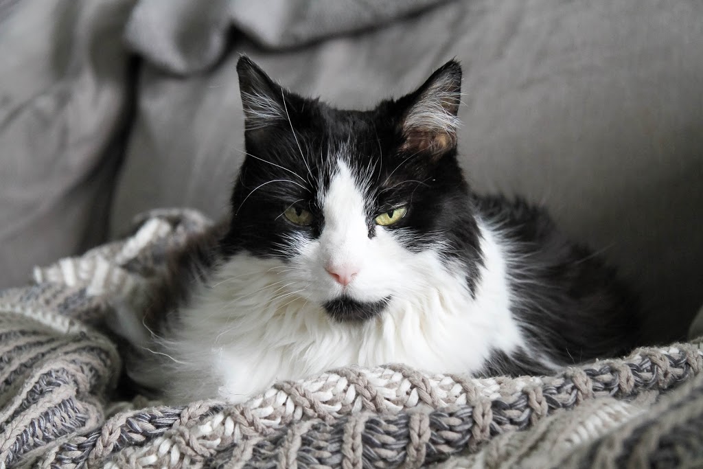 VCA Canada Cats Only Animal Hospital | 1599 W 4th Ave, Vancouver, BC V6J 1L6, Canada | Phone: (604) 734-2287