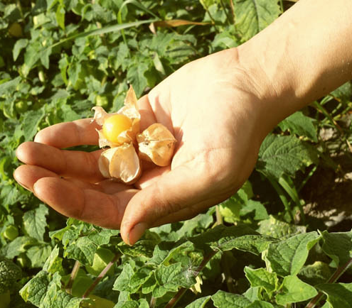 Field Good Farms | 1345 Levac Rd, Cache Bay, ON P0H 1G0, Canada | Phone: (705) 978-1664