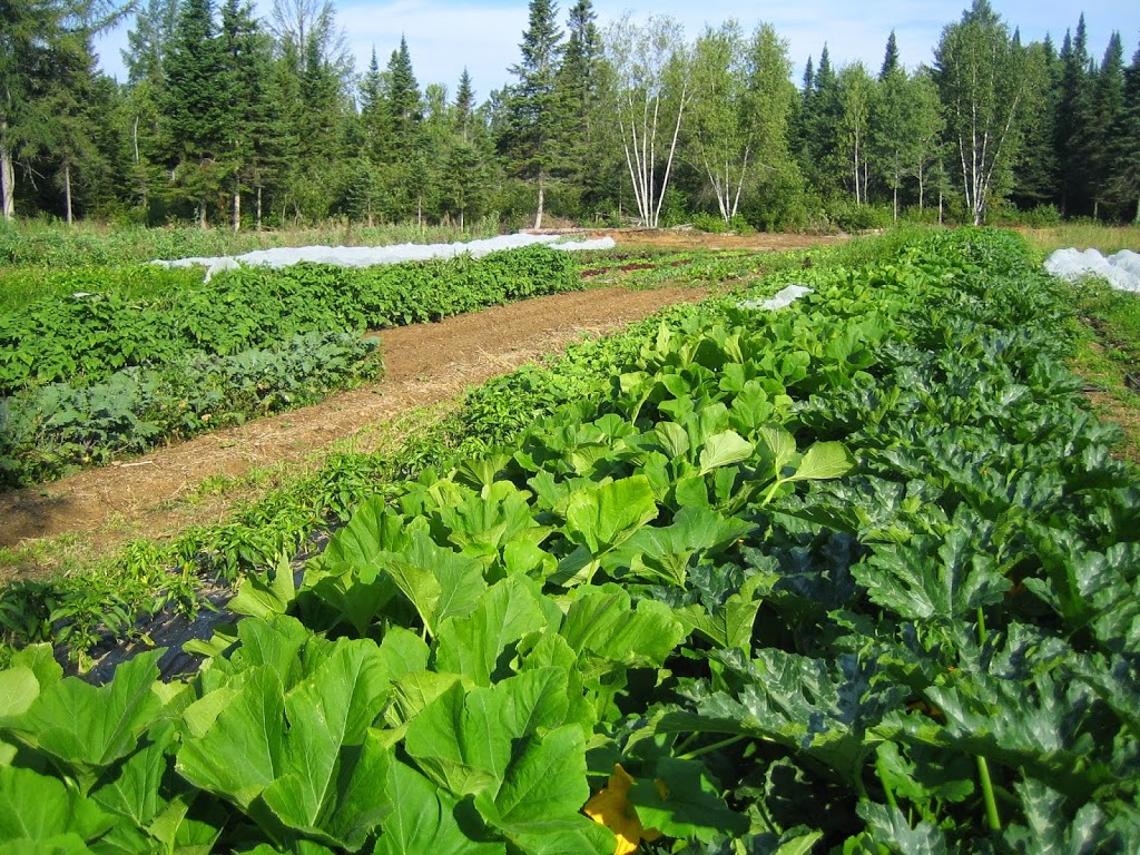 FERME DES LIBELLULES | 100 Chemin Forsight, Saint-Didace, QC J0K 2G0, Canada | Phone: (450) 803-8500