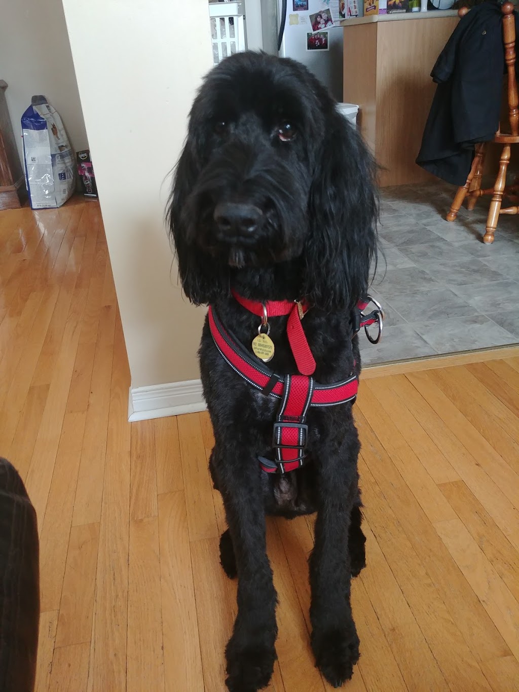 Bubbles & Whiskers Grooming Salon | 789 Taunton Rd E, Oshawa, ON L1H 7K5, Canada | Phone: (905) 725-0789