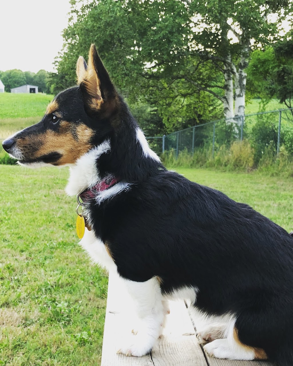 PEI Humane Society | PEI Humane Society, 309 Sherwood Rd, Charlottetown, PE C1E 0E5, mailing, 309 Sherwood Rd, Charlottetown, PE C1A 9E3, Canada | Phone: (902) 892-1190