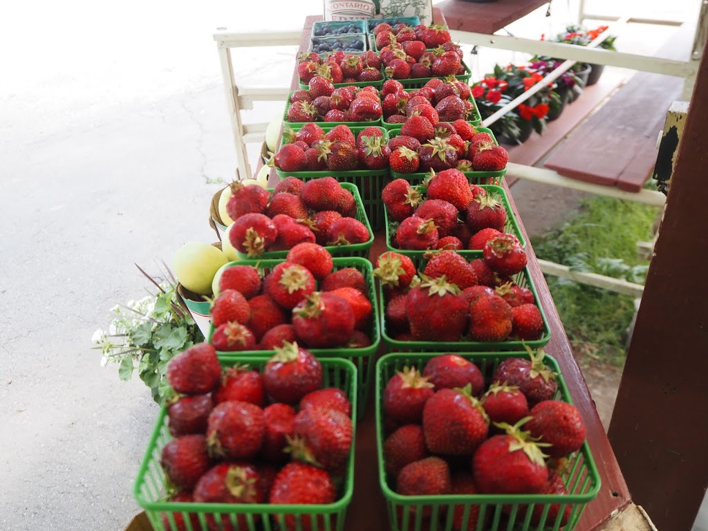Tims Farm | 361 Canboro Rd, Ridgeville, ON L0S 1M0, Canada | Phone: (905) 921-0560