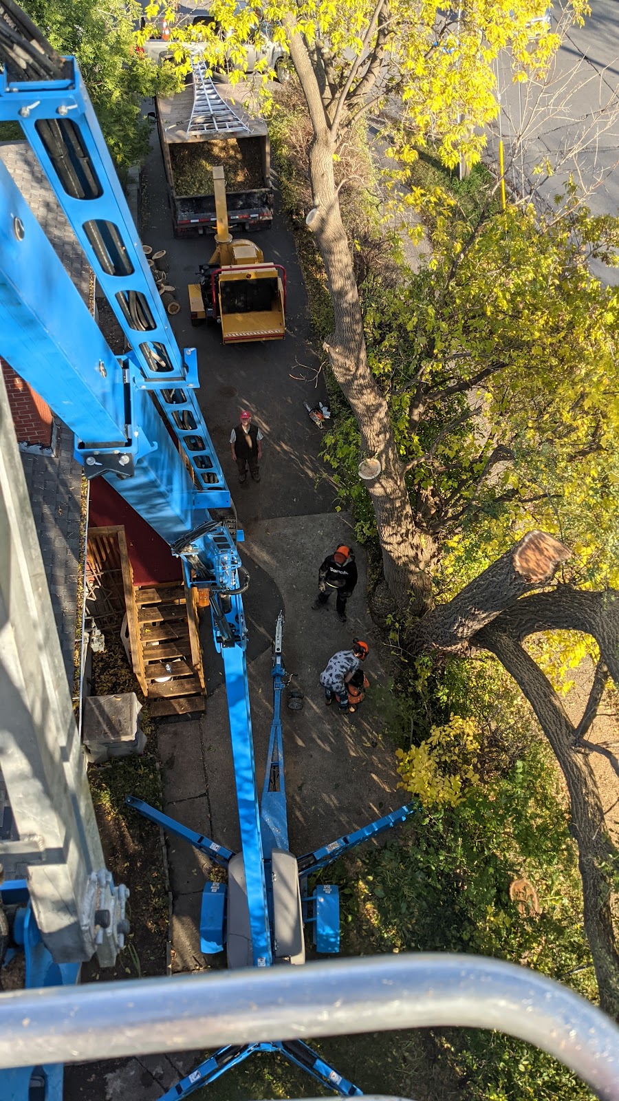Independent Tree Care | 101 Brae Cres, Stittsville, ON K2S 1P1, Canada | Phone: (613) 720-0274