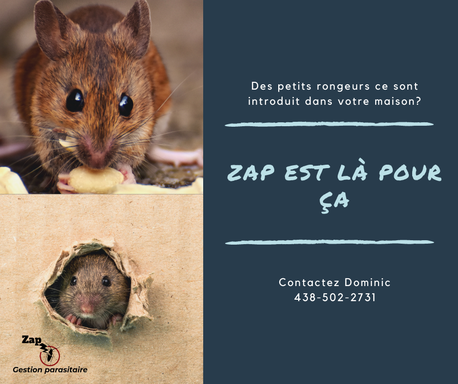 Zap Gestion Parasitaire | 351 Chemin de la Branche-du-Rapide, Marieville, QC J3M 1N9, Canada | Phone: (438) 502-2731