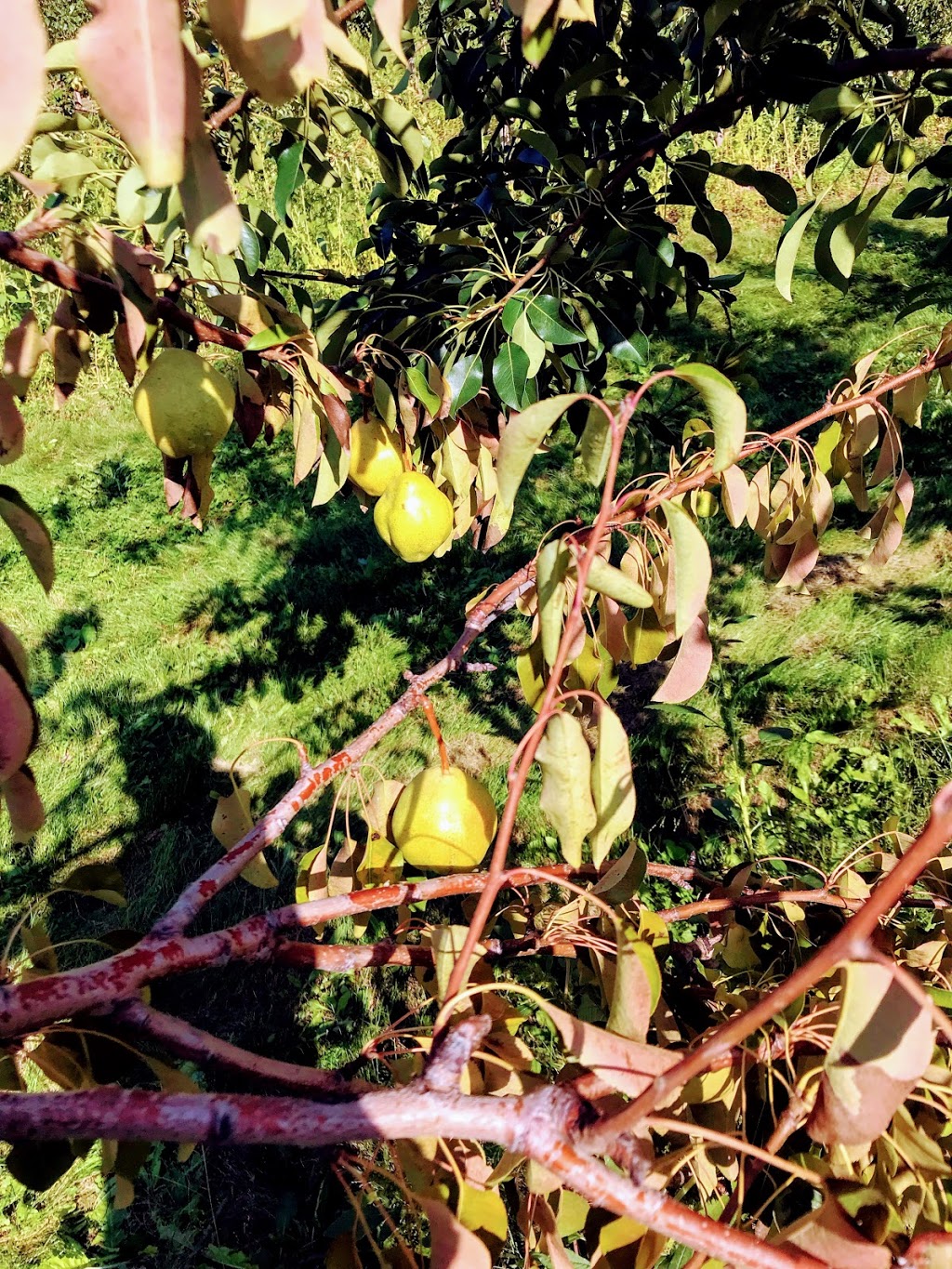 The Apple Orchard Inc. | 1668 ON-6, Hamilton, ON L8N 2Z7, Canada | Phone: (647) 456-6644