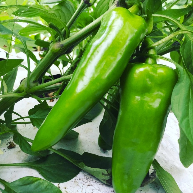Basswood Garden | RR1, Kinburn, ON K0A 2H0, Canada | Phone: (613) 790-4584