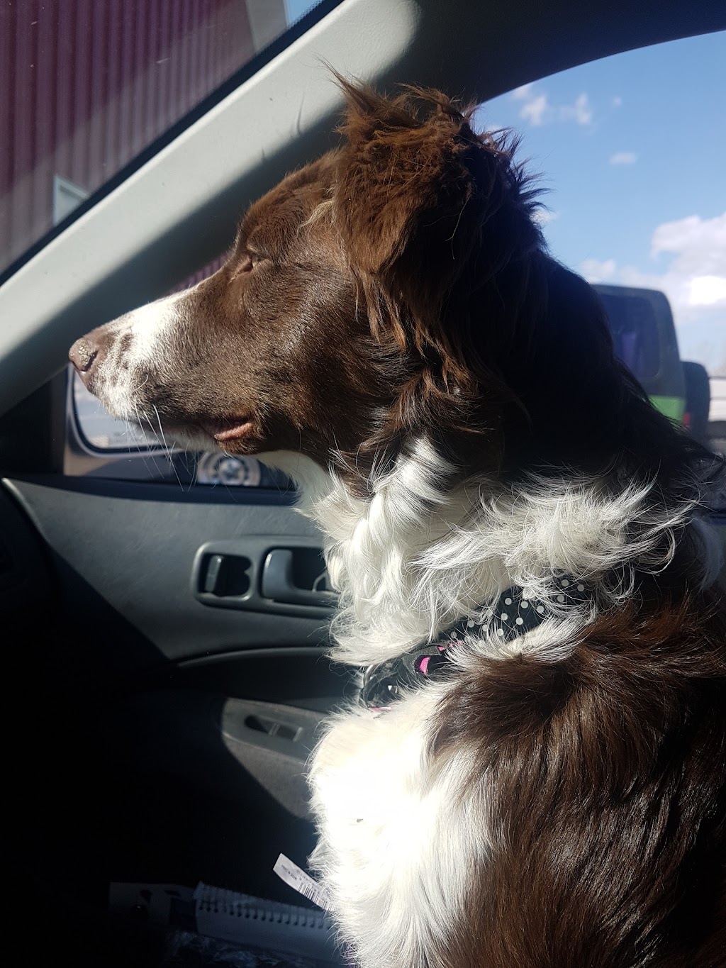 Ranch Docs Veterinary Services Inc. | 82038, Range Rd 210, Lethbridge County, AB T1K 8H2, Canada | Phone: (403) 327-4658
