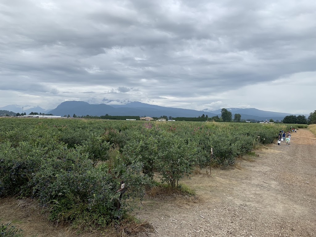 Middelveen Blueberry Farm | 13472 Harris Rd, Pitt Meadows, BC V3Y 2T3, Canada | Phone: (604) 459-8764