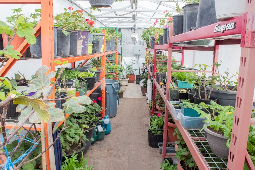 Greenhouse Plants | 304-3000 McGillivray Blvd, Oak Bluff, MB R3G 0B4, Canada | Phone: (204) 981-8186