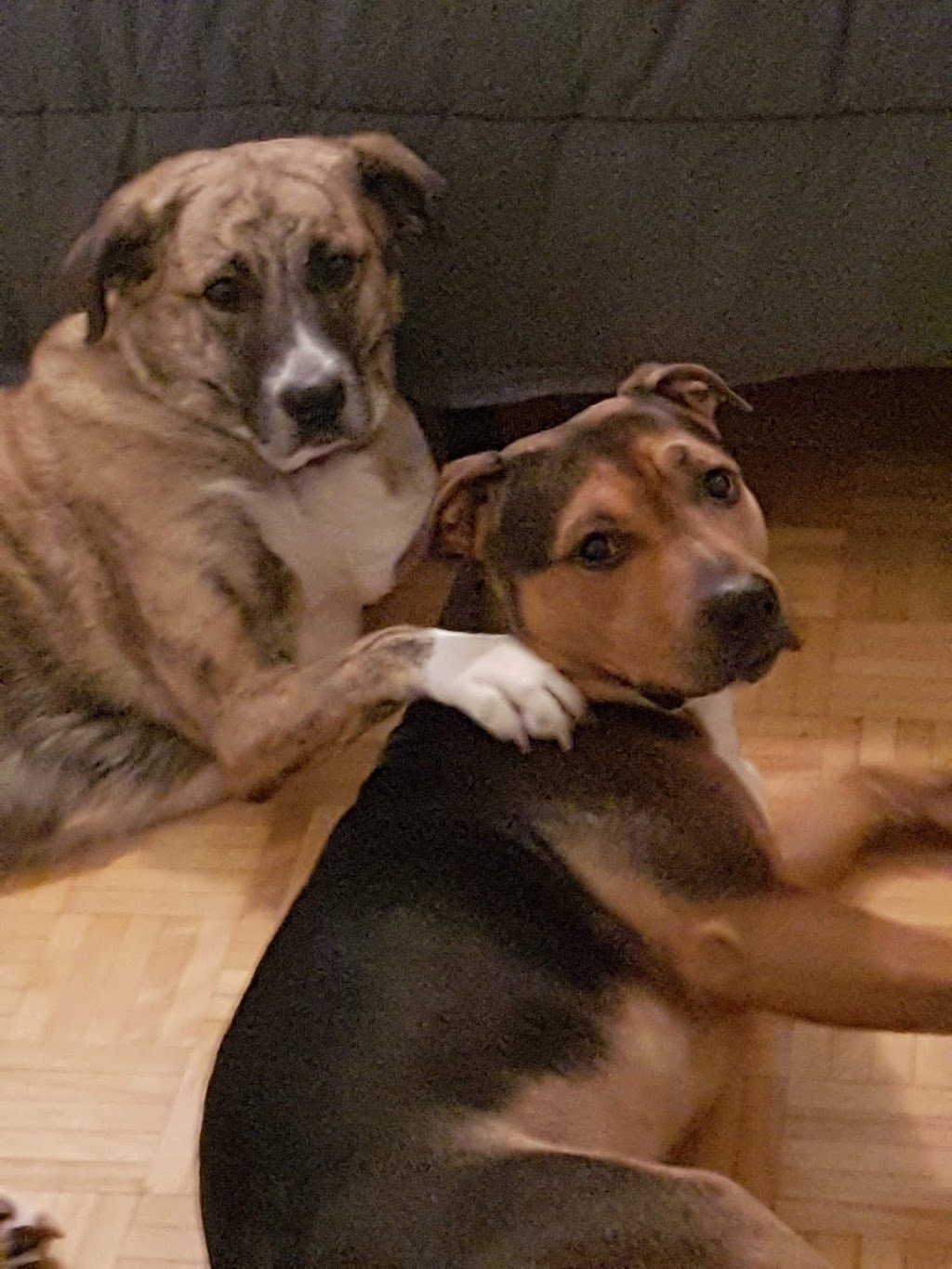 Glebe Pet Hospital | 595 Bank St, Ottawa, ON K1S 3T4, Canada | Phone: (613) 233-8326