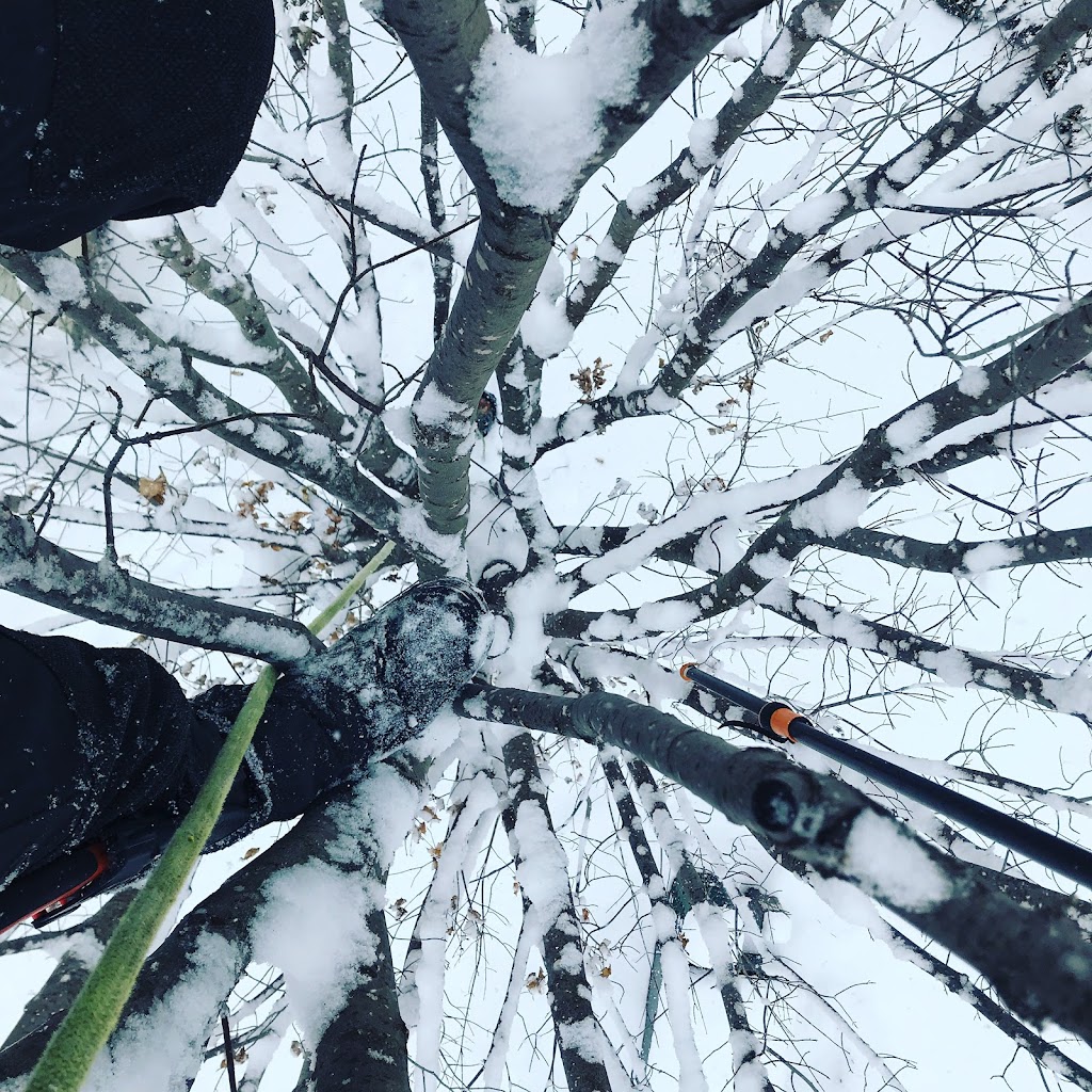 The Arborist - Professional Tree Care | 535 Maple St Apt 4, Collingwood, ON L9Y 2S7, Canada | Phone: (705) 444-9011