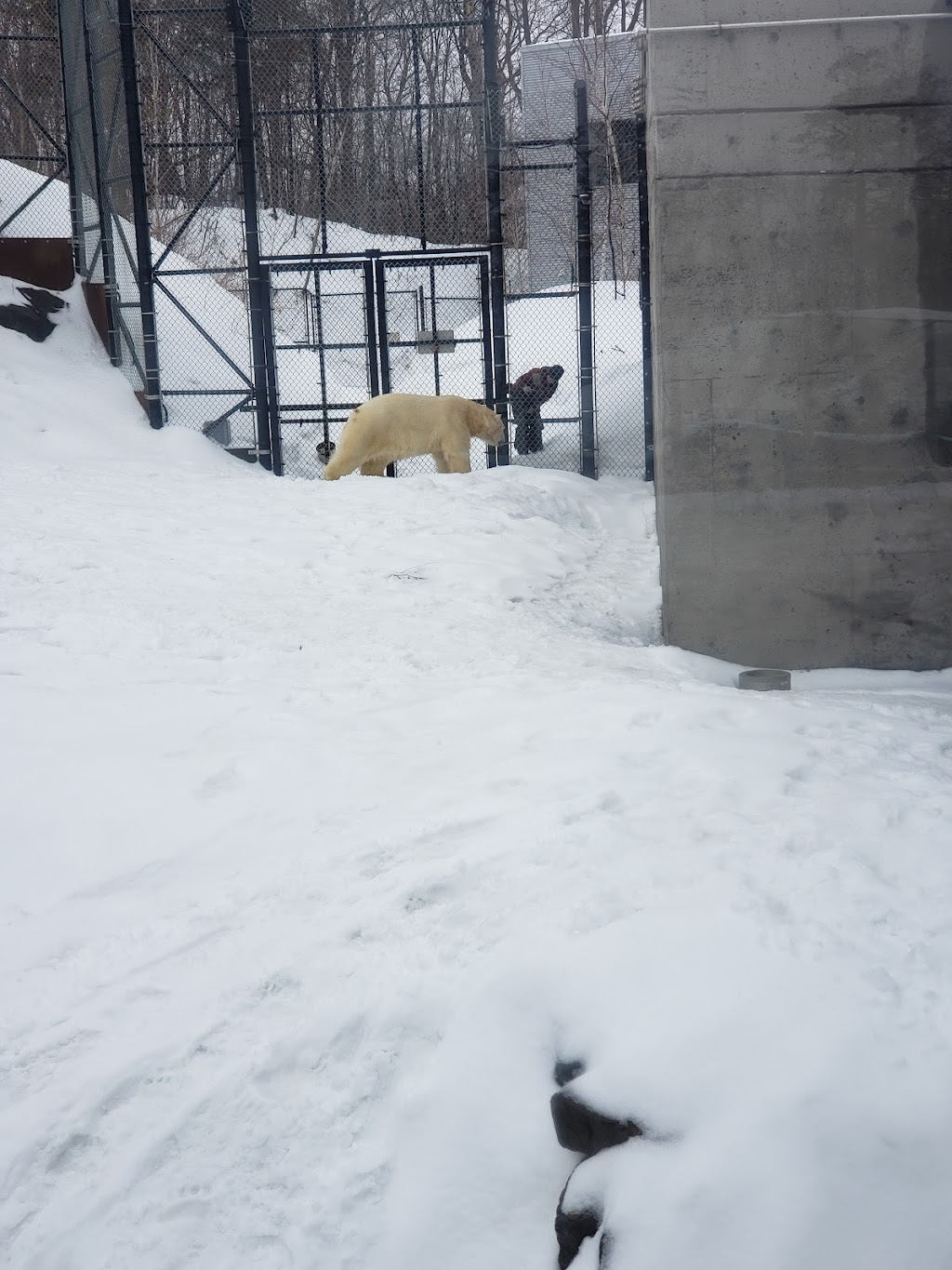 Habitat des ours polaires | 1675 Av. des Hôtels, Québec, QC G1W 4S3, Canada | Phone: (418) 659-5264