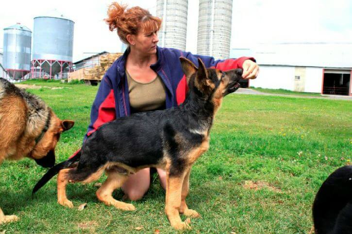 Élevage de bergers allemands le Grand Vent | 498 Rang 12e O, Durham-Sud, QC J0H 2C0, Canada | Phone: (819) 473-2364