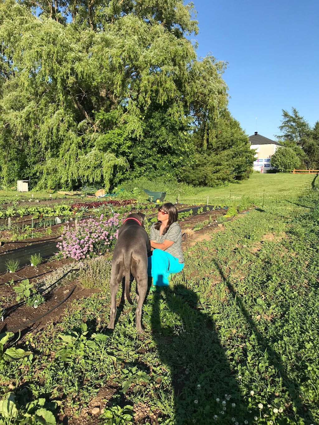 La ferme au grand saule | 450 Rue Saint-Patrice, Saint-Patrice-De-Sherrington, QC J0L 2N0, Canada | Phone: (514) 895-9288