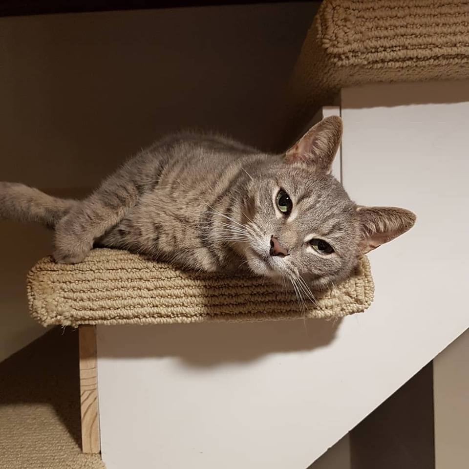 Main Street Veterinary Clinic | 170 Main St, Toronto, ON M4E 2W1, Canada | Phone: (647) 350-6246