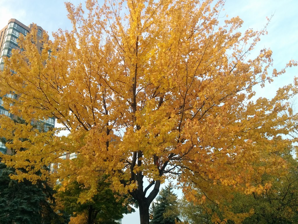 Sgt David Yakichuk Park | Cooksville, Mississauga, ON L5B, Canada