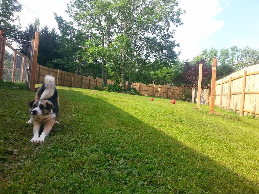 Albon Dog Ranch | 100 Old Northwest Rd, Lunenburg, NS B0J 2C0, Canada | Phone: (902) 640-2499