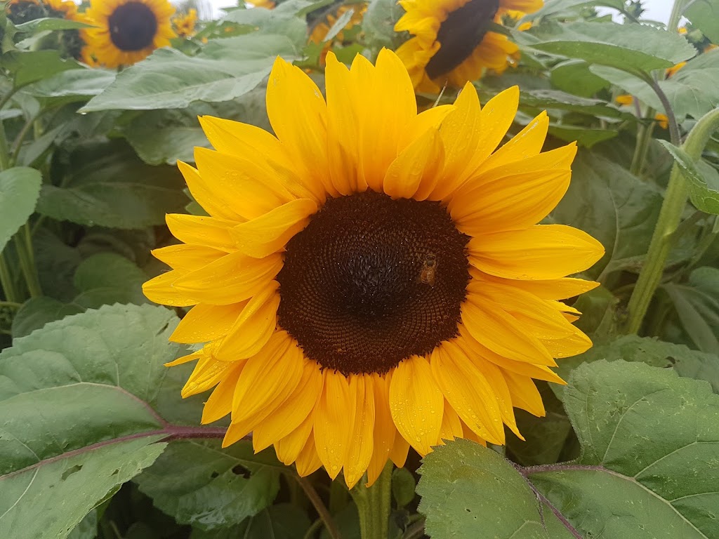 Yarrow Ecovillage | 42312 Yarrow Central Rd, Chilliwack, BC V2R 5E2, Canada | Phone: (604) 823-0232