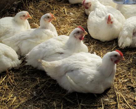 Four Favourites Farm | 344 Concession 13 Walpole, Hagersville, ON N0A 1H0, Canada | Phone: (905) 648-3747