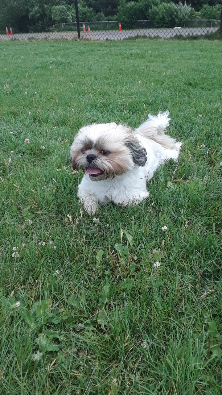 Lewiston Dog Park | Lewiston, NY 14092, USA | Phone: (716) 754-7766