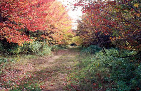 Cavendish KOA Holiday | 198 Forest Hills Ln, Cavendish, PE C0A 1N0, Canada | Phone: (800) 562-1879