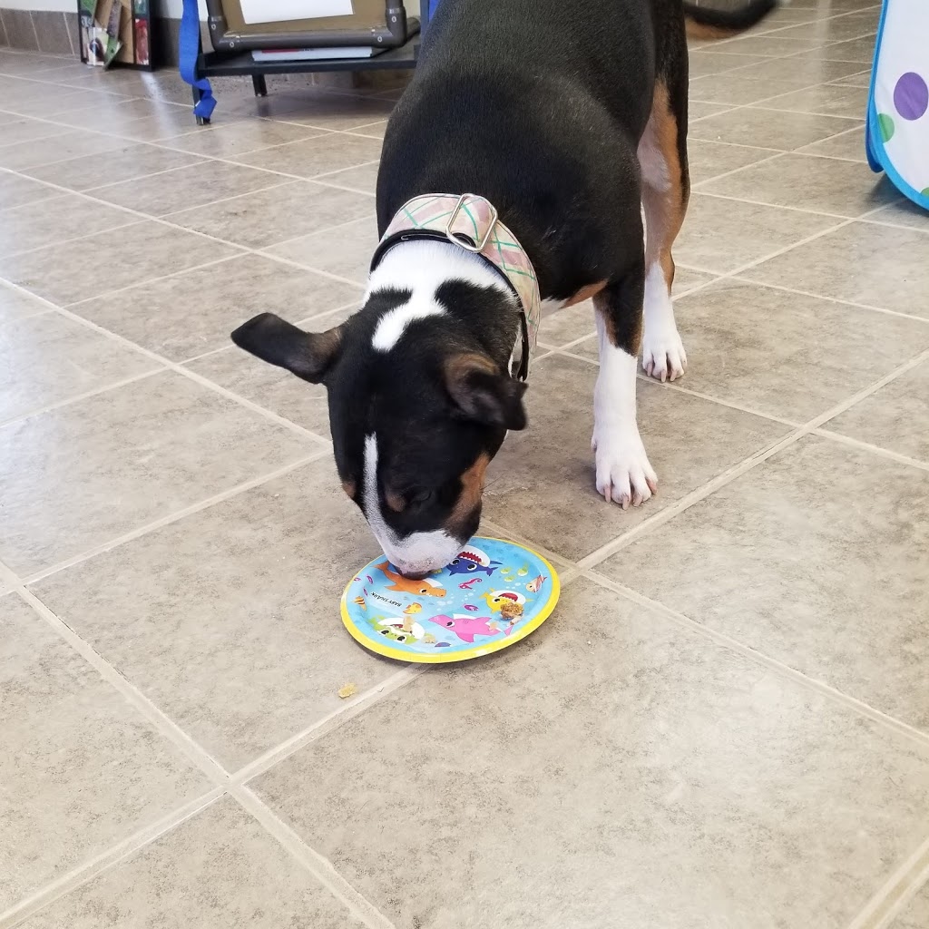 Tails In Trails Pet Resort | 133668 Allan Park, Hanover, ON N4N 3B8, Canada | Phone: (519) 364-3311