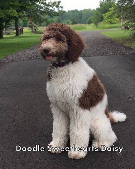 Doodle Sweethearts | 6492 Side Rd 6, Listowel, ON N4W 3G8, Canada | Phone: (519) 291-6633