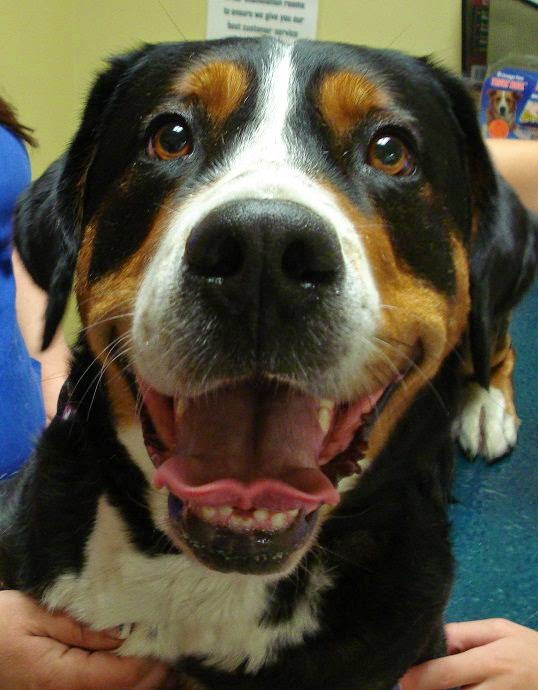 Canadian Animal Blood Bank | 2055 Notre Dame Ave, Winnipeg, MB R3H 0J9, Canada | Phone: (204) 632-2586
