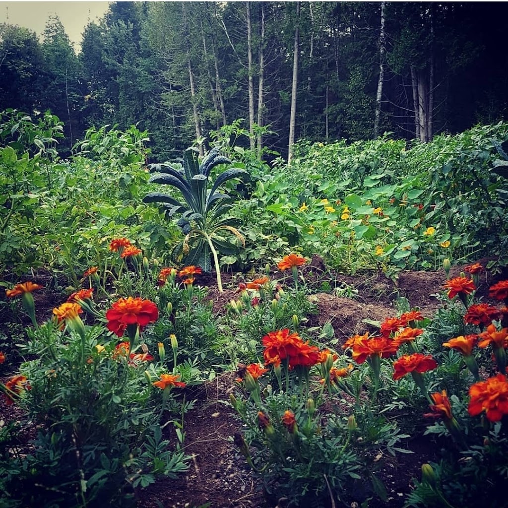 Vieux Verbal Garden | 250 Rue du Vieux Verbal, Saint-Calixte, QC J0K 1Z0, Canada | Phone: (450) 543-9835