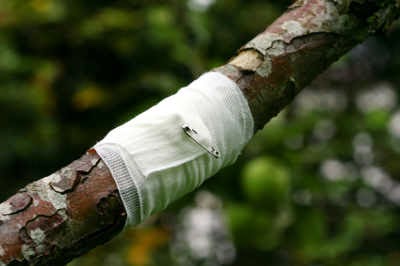 Turning Leaf Tree Service - Calgary Arborists | Box 43173 Deer Valley, Calgary, AB T2J 7A7, Canada | Phone: (403) 369-0043