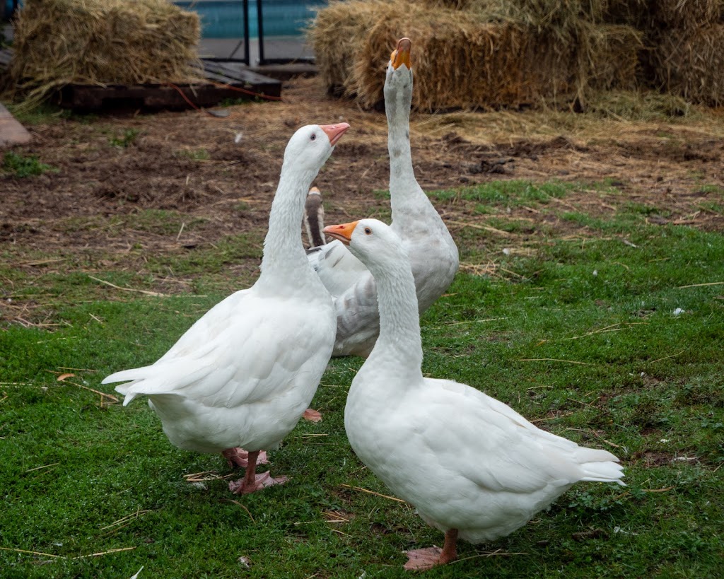 WaddlesnWags Animal Haven | 546 Corrigan Rd, Eganville, ON K0J 1T0, Canada | Phone: (613) 628-5409